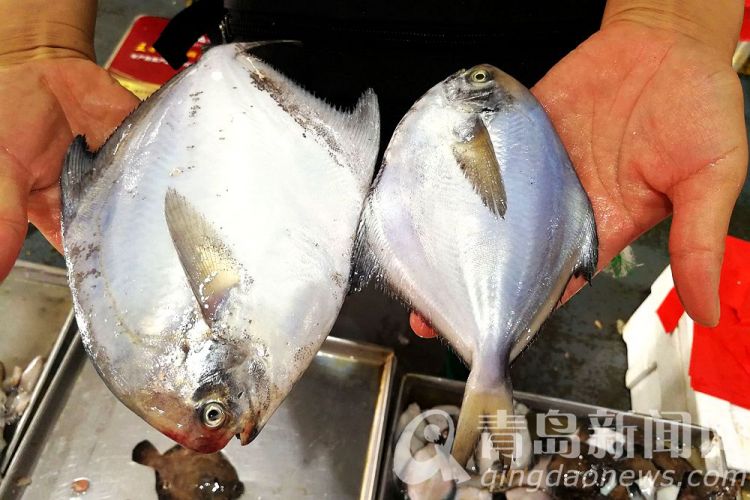 图左,一斤重的鲳鱼每斤售价60元.