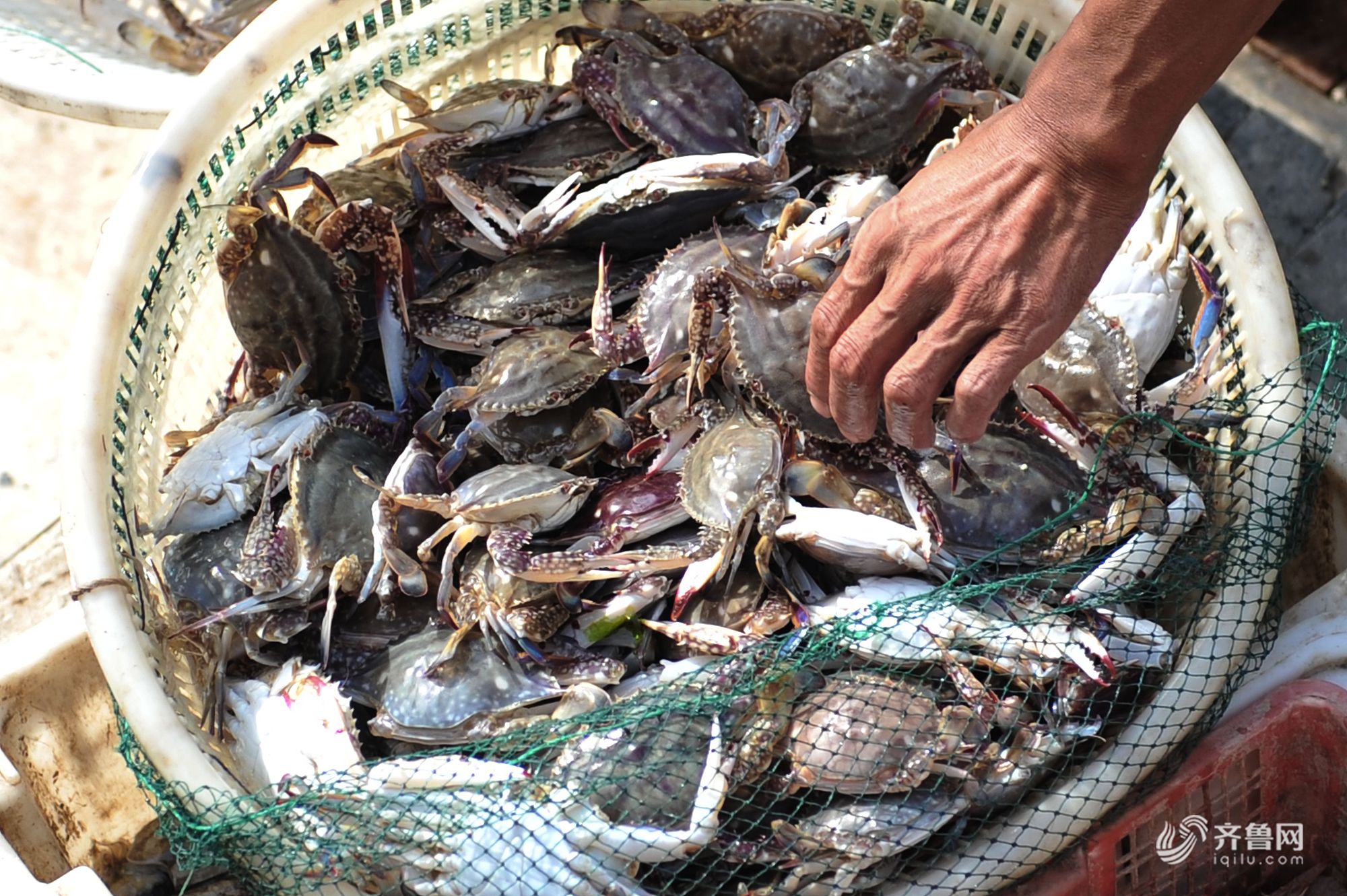 青岛开渔季海鲜价格亲民 码头再现抢购潮