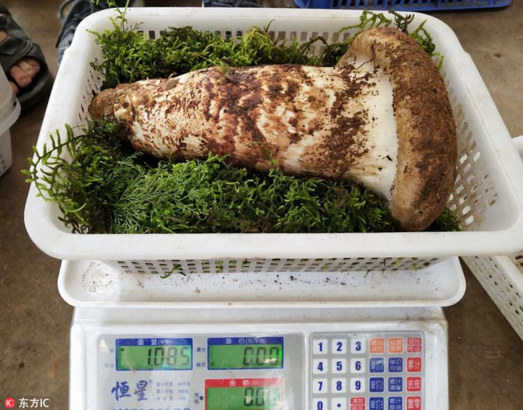 云南今年成交的“松茸王” 1公斤1.2万令人震惊！