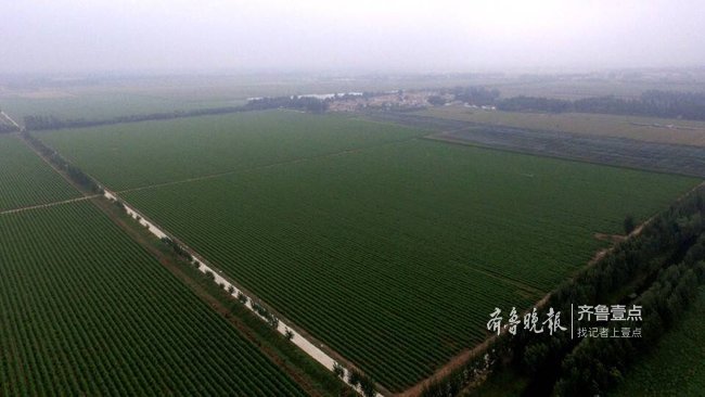 念好蔬菜品质经,临邑宿安打造现代农业新名片