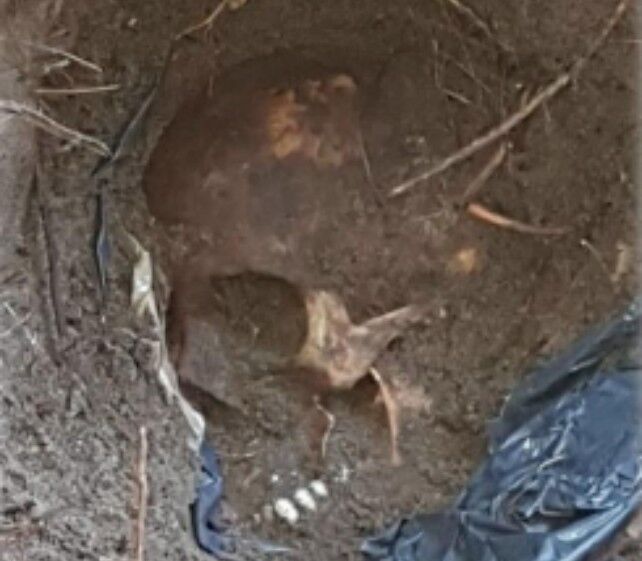 墨西哥发现大型乱葬岗 里面找到了166颗头骨