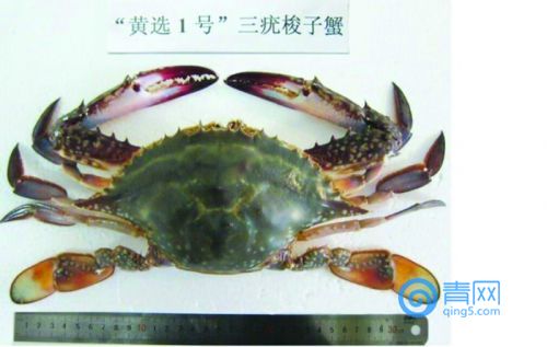 青岛海鲜市场为何成了梭子蟹天下 连年增产有什么秘密？