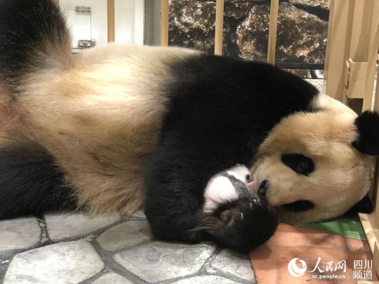 成都旅日新生大熊猫将于本月13日公开对外征名