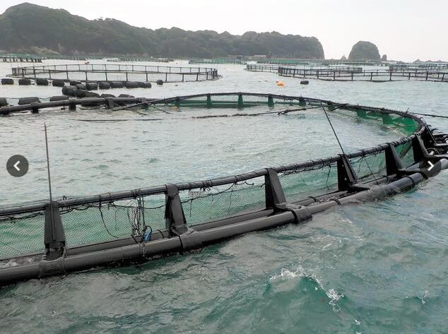 日本21号台风致近畿大600只金枪鱼或死亡、或被水冲走 损失约1亿日元