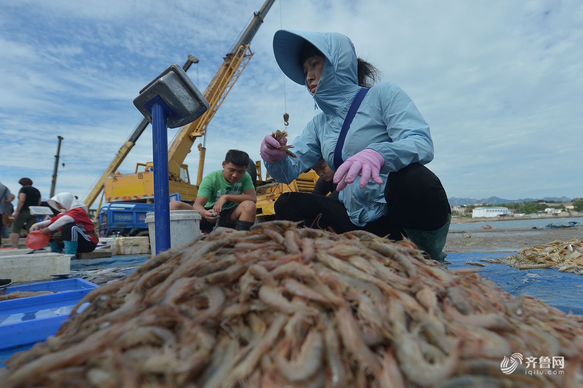 晒·秋 | 秋捕正当时 青岛海鲜市场热销鱼虾贝类海产