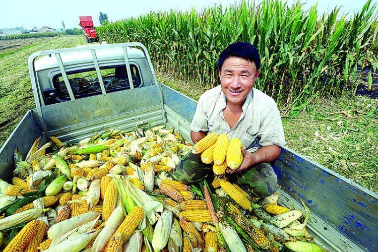 莱芜市40多万亩玉米开始收割