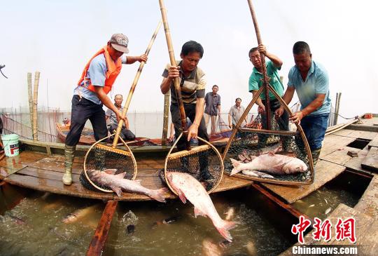 江苏长荡湖封湖禁捕20个月后首捕收网 38斤大鱼过万元拍出