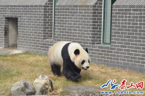 大熊猫“武俊”11周岁生日，旅居泰安首个生日是这样过的