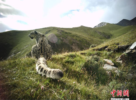 珍稀动物雪豹不当“幽灵猫” 再现长江源头