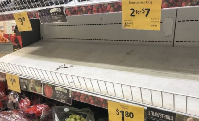 澳洲草莓藏针引发恐慌 农民被迫销毁数千吨草莓
