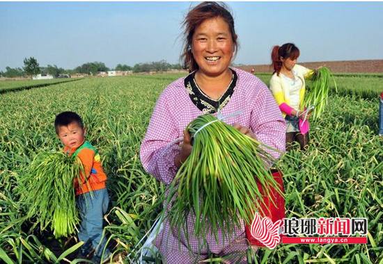临沂农产品目标价格保险保障农民受益 助力乡村振兴
