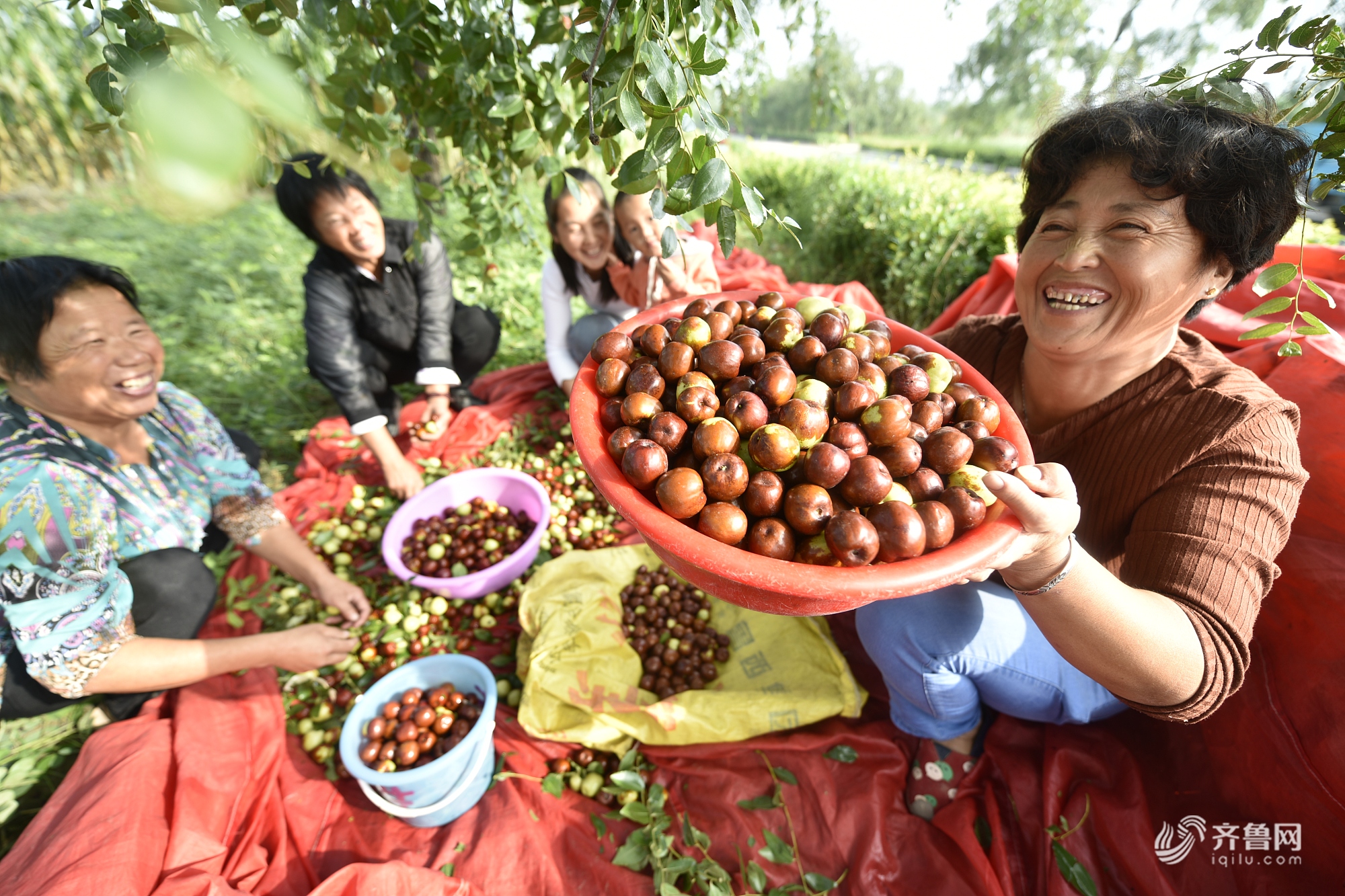 晒·秋 | 聊城农民金秋收获忙 玉米花生大枣相继丰收