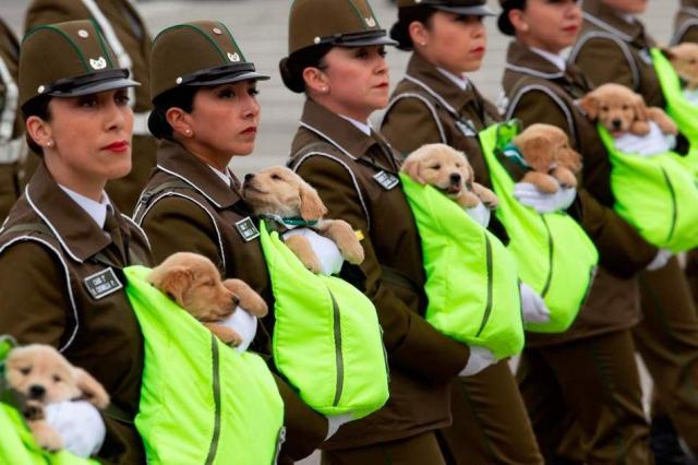 警犬宝宝参加盛大阅兵式 窝在女兵怀中登场
