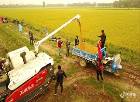 济南黄河水稻开始收获 金色田野美丽动人