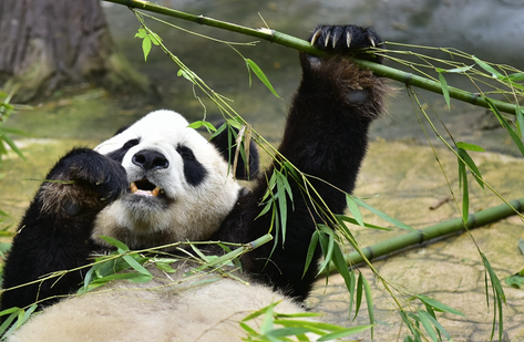 我们到四川迎熊猫（一）：大熊猫吃月饼过中秋“一顿能吃俩”