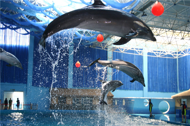 海豚表演高空击球