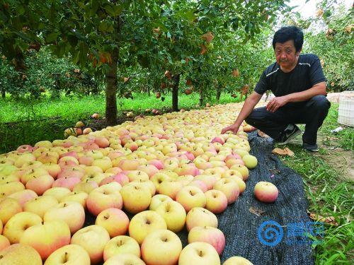 胶州村民忍痛砍8000棵桃树改种苹果 坚守十年终有回报