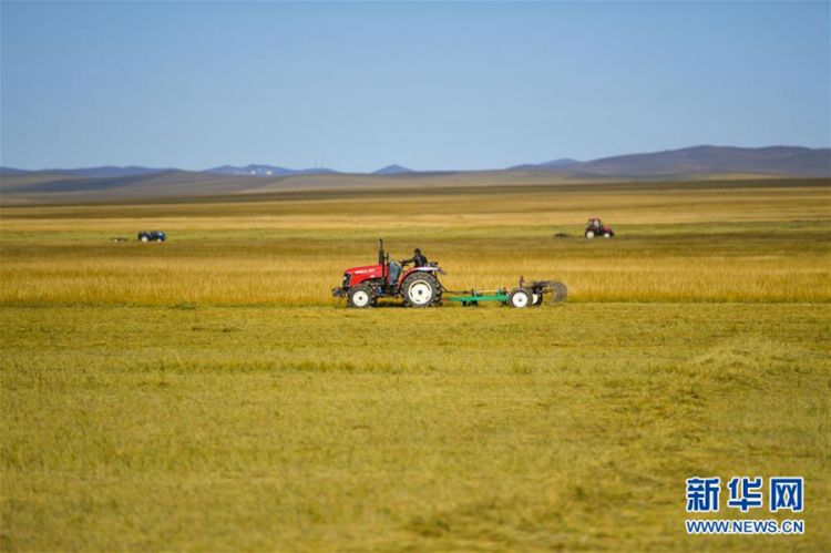 内蒙古：草原打草忙 一片繁忙景象