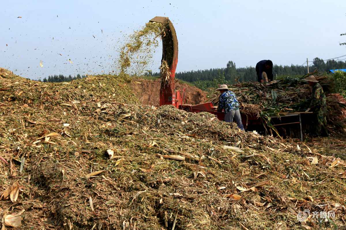 临沂推广玉米秸秆回收技术 变废为宝助农增收