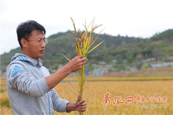 最高亩产636.6公斤！“海水稻”全国6大基地陆续收割