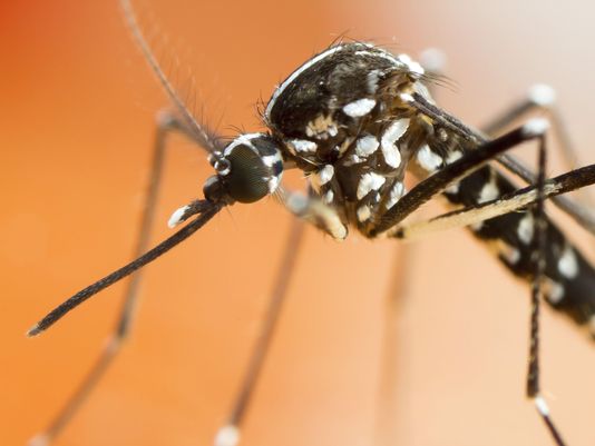 美一州遭受飓风之后出现超大型蚊子 个头为普通蚊子三倍