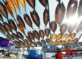 青岛渔村晒秋收获季 数不尽的海鱼成独特风景线