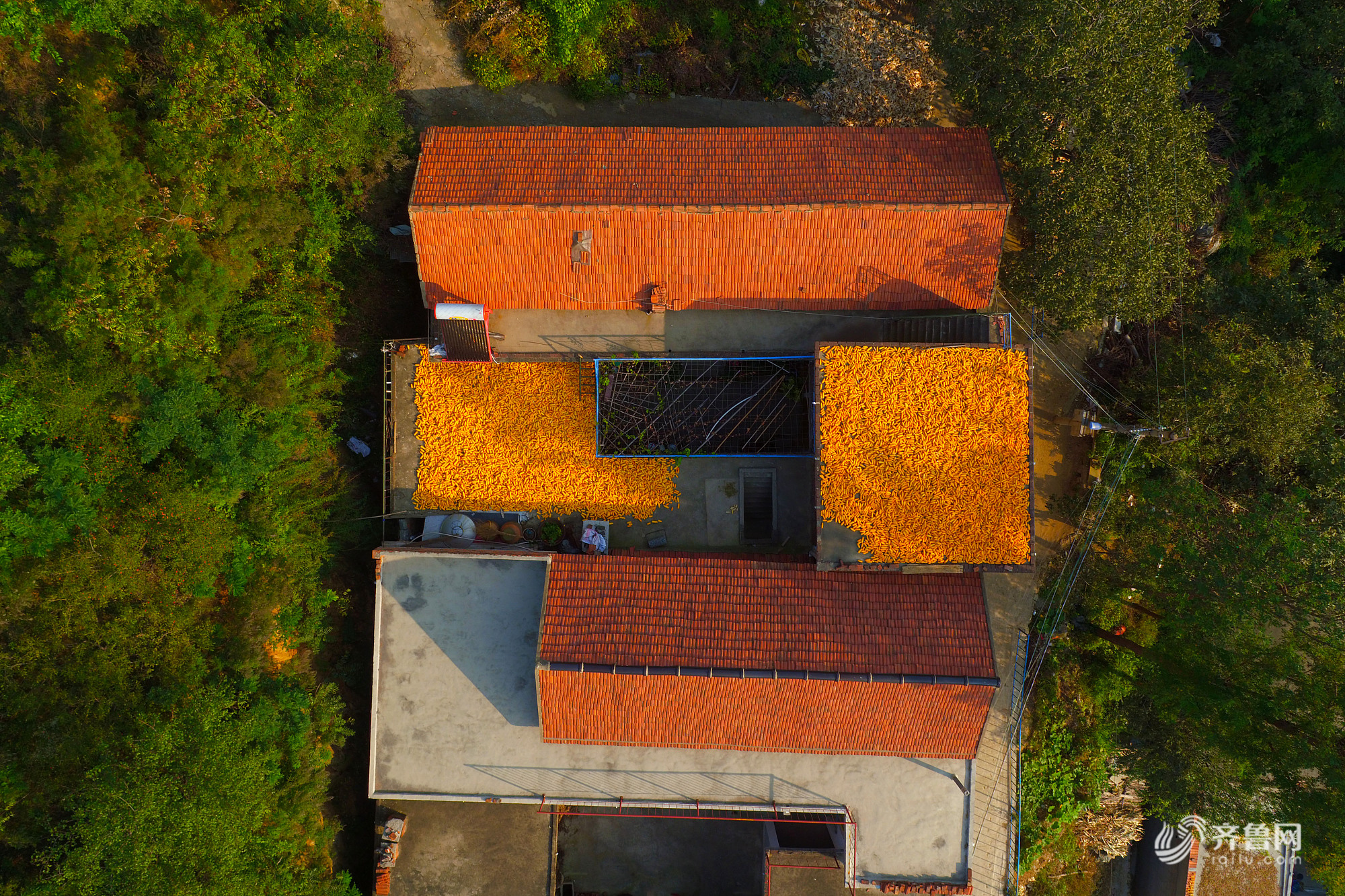 章丘山区农民屋顶晒秋 色彩斑斓似天然画作