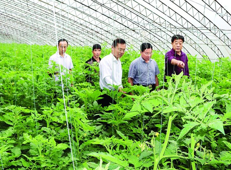 省蔬菜专家来莱芜市指导西红柿TY病毒防治工作