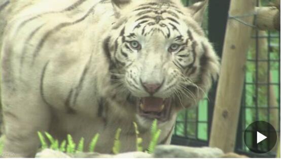 日本一动物饲养员被老虎袭击身亡 饲养员头部大面积出血