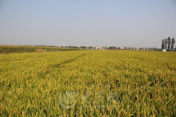滕州市级索镇千亩优质旱稻丰收在即（图）