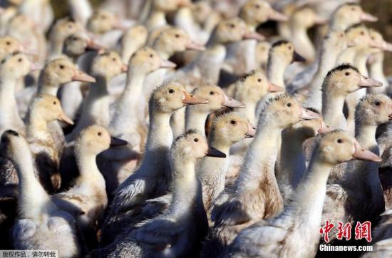 湖南凤凰发生家禽H5N6亚型高致病性禽流感疫情