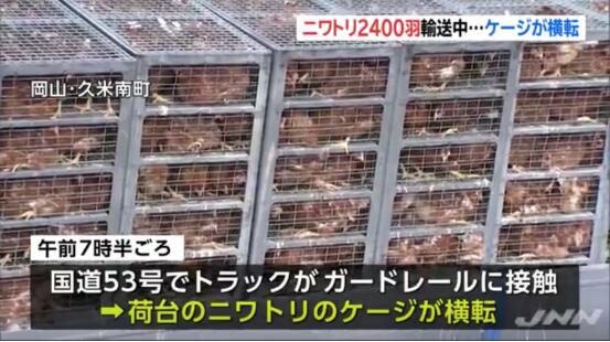 运送2400只鸡的卡车途中鸡笼倾翻 日本警察马路边上演抓鸡大战