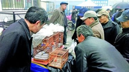 济南“2018绿剑行动”再出击！英雄山非法鸟市被取缔