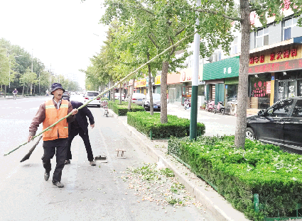 潍坊：为摘银杏果挥竿敲打银杏树 希望市民自觉爱护