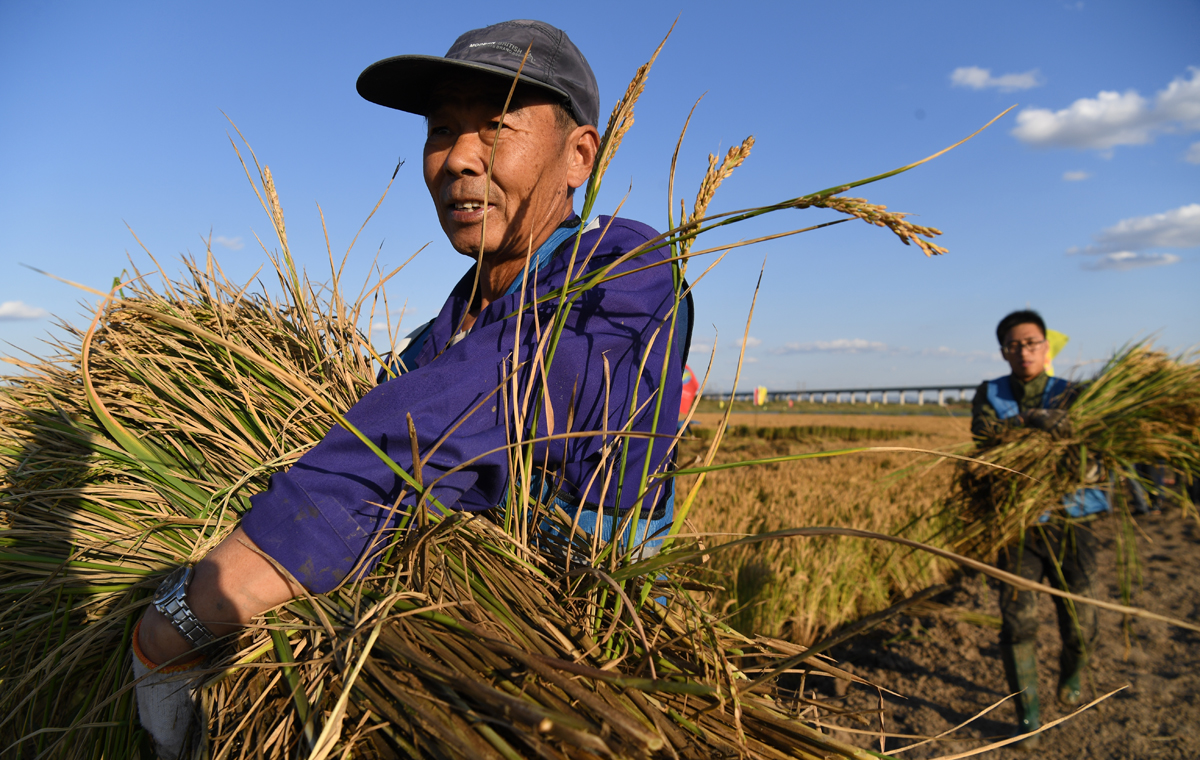 盐碱地变良田！青岛“海水稻”全国试种迎来大范围收割测产
