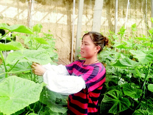 潍坊近5万个受灾大棚完成定植 灾后抢种蔬菜陆续上市