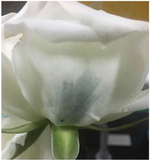 中国科研人员尝试利用细菌培育蓝色玫瑰