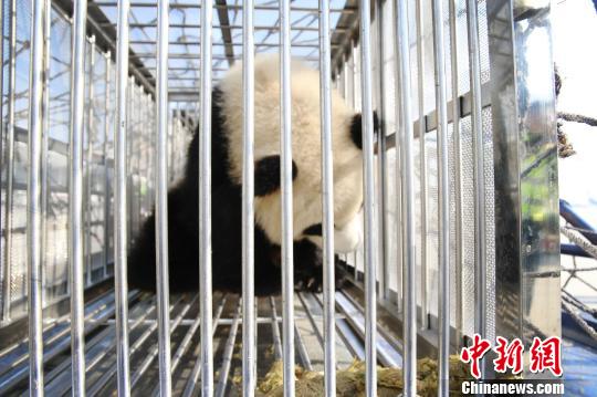国宝熊猫伴侣成都搭机抵郑 开启三年“中原行”