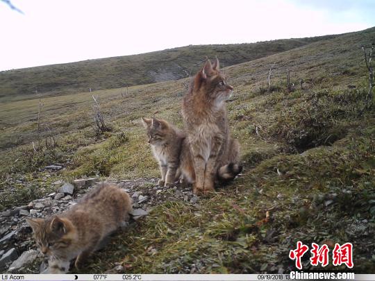 三江源地区首次记录到荒漠猫育幼行为