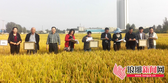 临沂种子工作者不断创新 水稻新品种试验获新成效