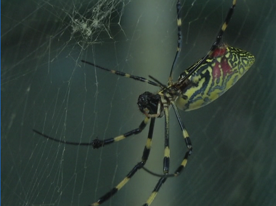 农家院惊现10厘米彩色蜘蛛，你见过吗？