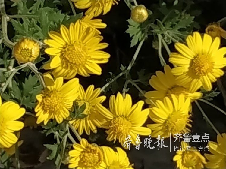 重阳节山菊花满地金黄，做菊花茶就用它