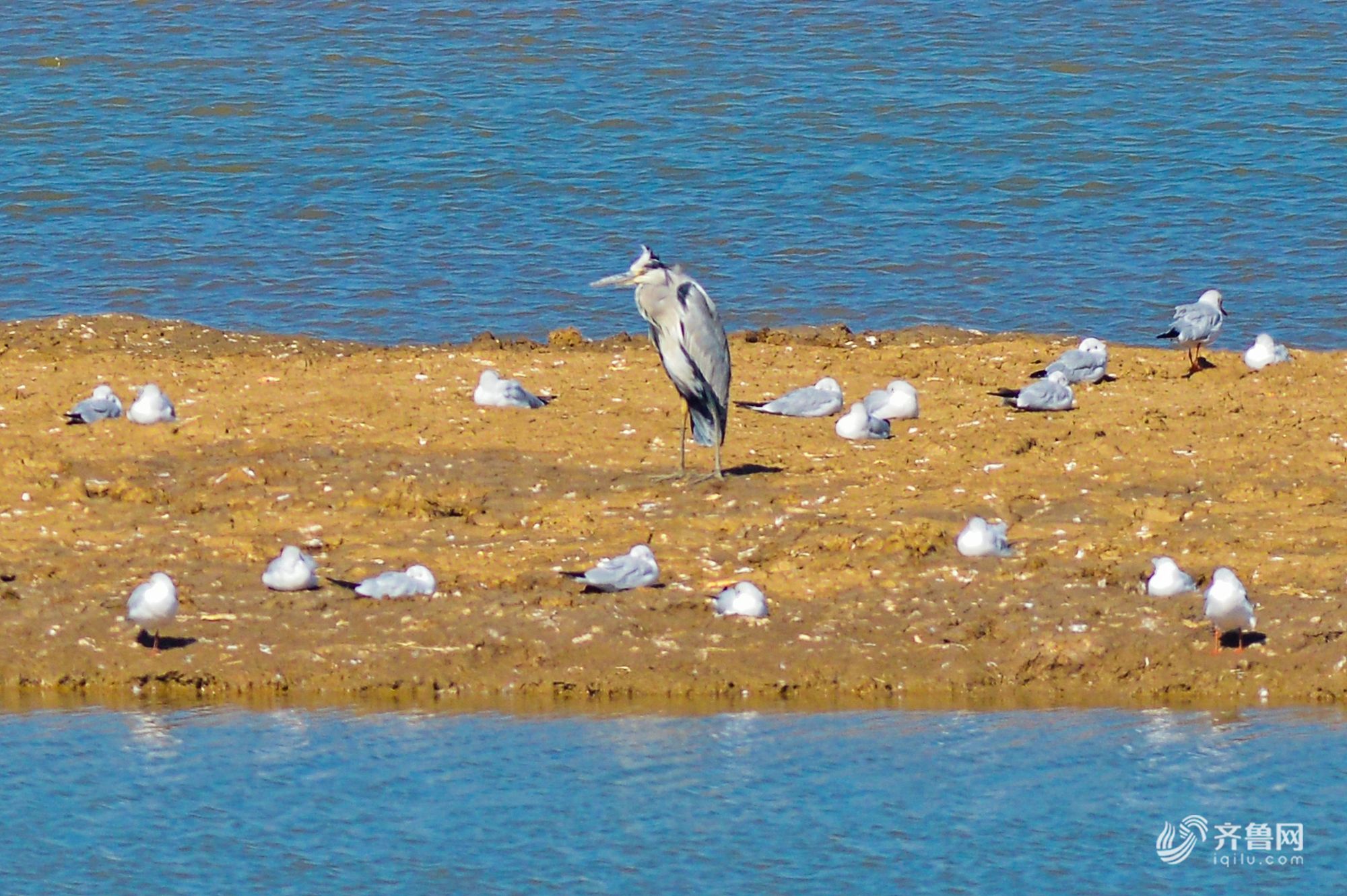 海鸥携带成群幼鸟回迁青岛 在胶州湾湿地栖息觅食
