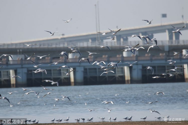 青岛：大批海鸥在湿地觅食准备越冬