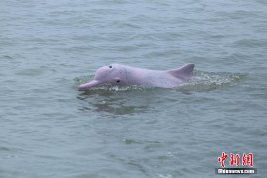 香港将军澳发现中华白海豚 专家：因贪玩或追逐鱼群