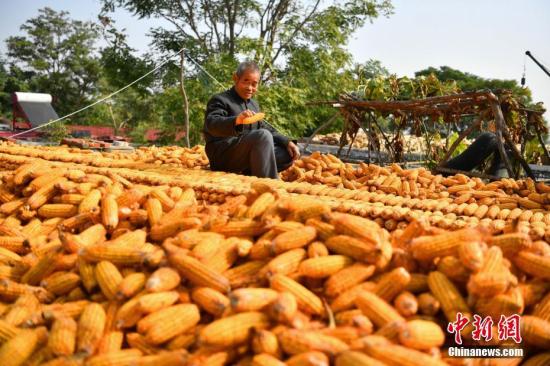 中国甜玉米种植面积逾500万亩 占全球25%