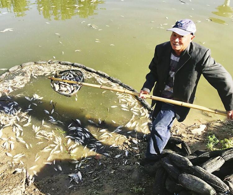 济南腊山河四五天捞出死鱼3000多斤 检测水质未现异常