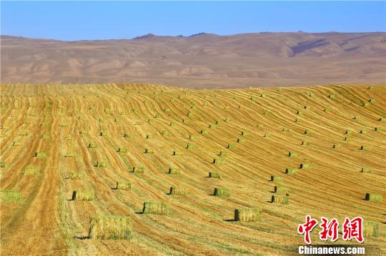 祁连山下33万亩燕麦草迎来丰收季 遍地金黄麦田如画