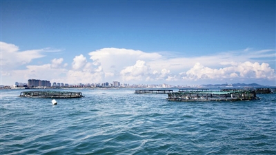 青岛已建成11处海洋牧场总面积5890公顷 新业态呼之欲出