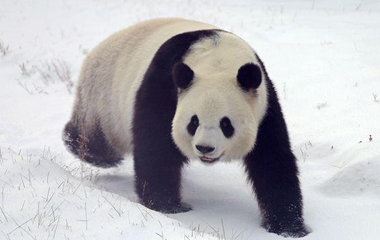 国宝大熊猫:黑龙江下雪喽 我在这里蛮好的 